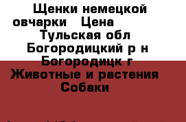 Щенки немецкой овчарки › Цена ­ 10 000 - Тульская обл., Богородицкий р-н, Богородицк г. Животные и растения » Собаки   